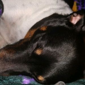 Meet your Posher, Kris